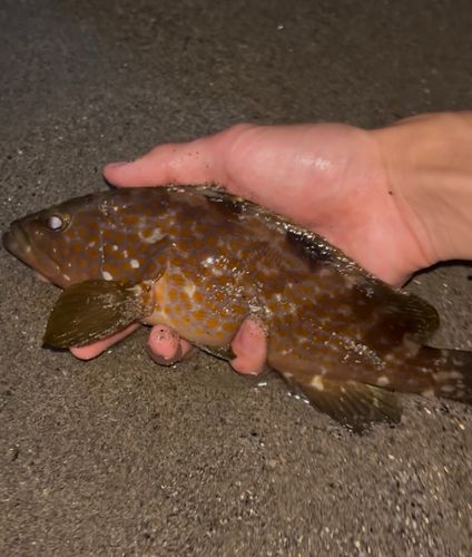 キジハタの釣果