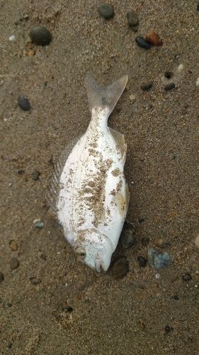 キビレの釣果