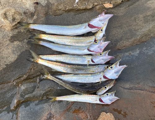 カマスの釣果