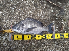 チヌの釣果
