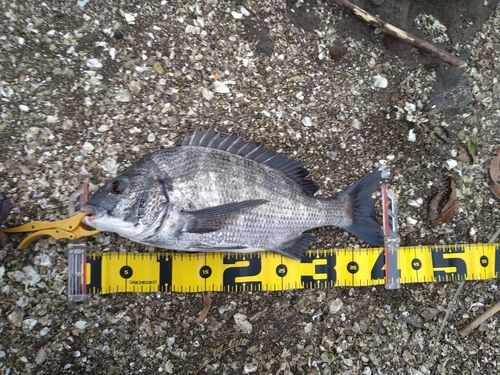 チヌの釣果