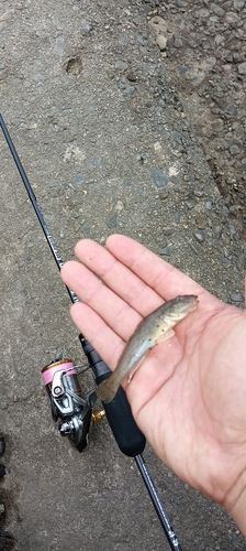 ハゼの釣果