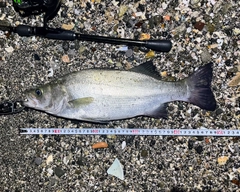 フッコ（ヒラスズキ）の釣果