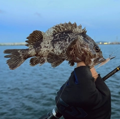ソイの釣果