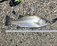 フッコ（ヒラスズキ）の釣果