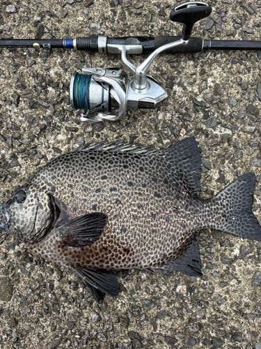 イシガキダイの釣果