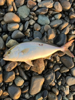 ショゴの釣果