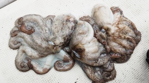 タコの釣果