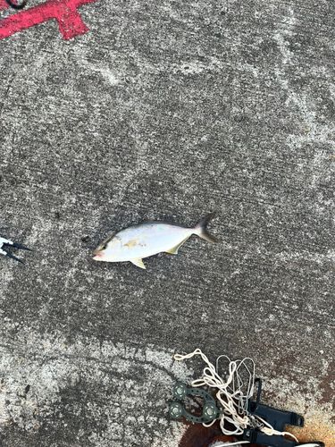 ショゴの釣果