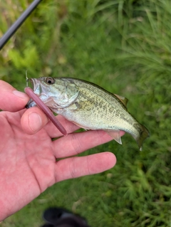 ラージマウスバスの釣果