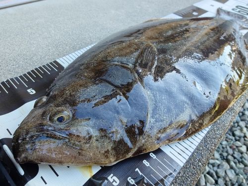 ヒラメの釣果