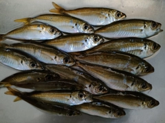 マアジの釣果