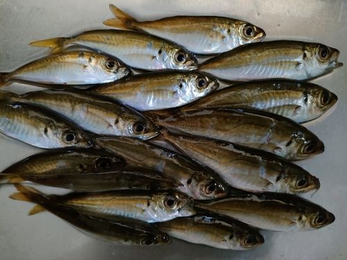 マアジの釣果