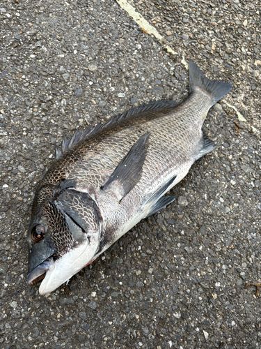 クロダイの釣果