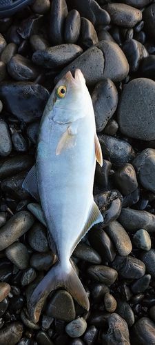 ショゴの釣果