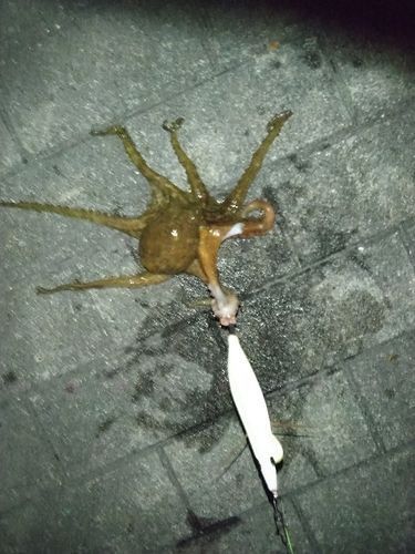 タコの釣果