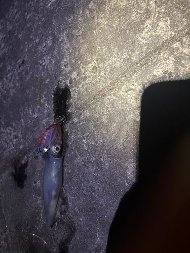 ケンサキイカの釣果