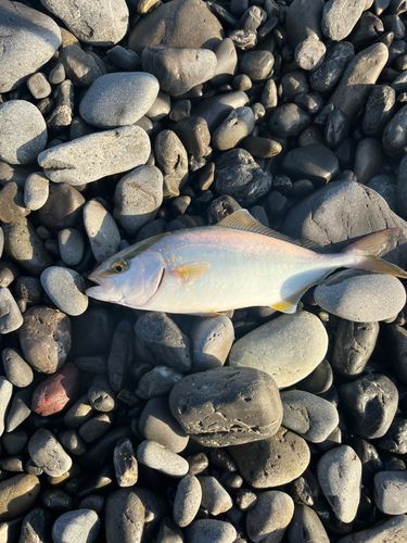 ショゴの釣果