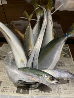 メジロの釣果
