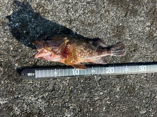 カサゴの釣果