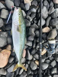 ハマチの釣果