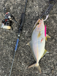 カンパチの釣果
