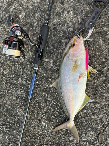 カンパチの釣果