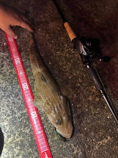 イネゴチの釣果