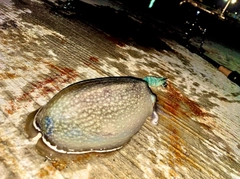 シリヤケイカの釣果