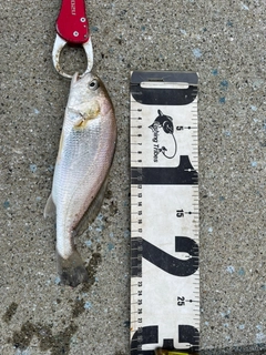 イシモチの釣果