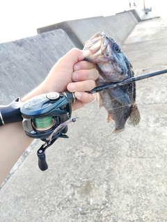 クロソイの釣果