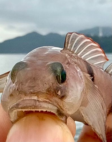 リュウグウハゼの釣果