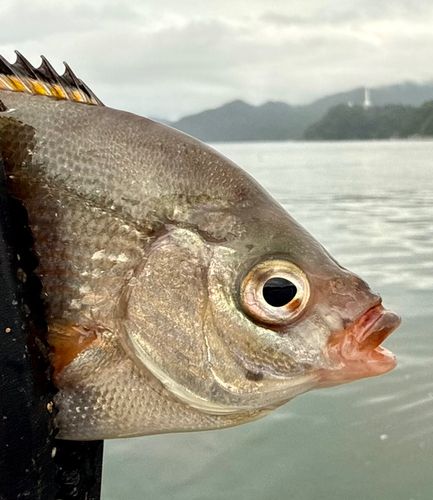 タナゴの釣果