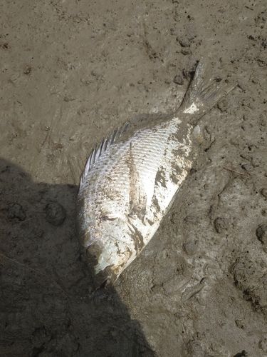 キビレの釣果