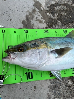 ワラサの釣果