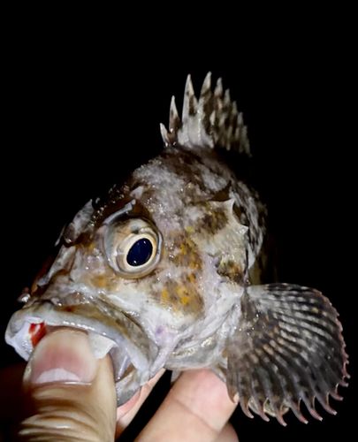 オウゴンムラソイの釣果