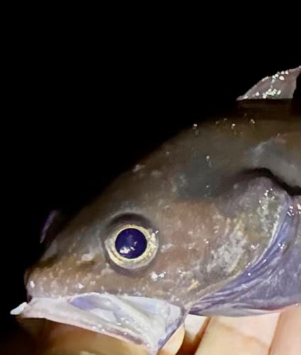 ドンコの釣果