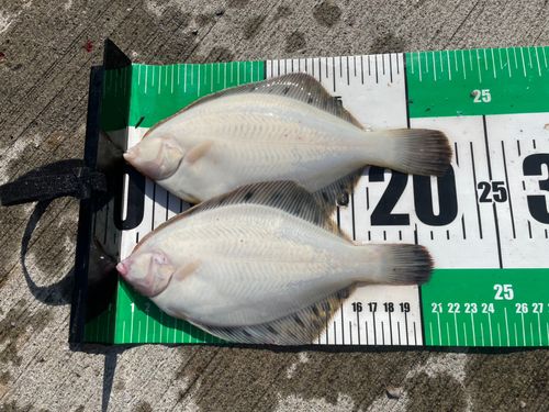 カレイの釣果