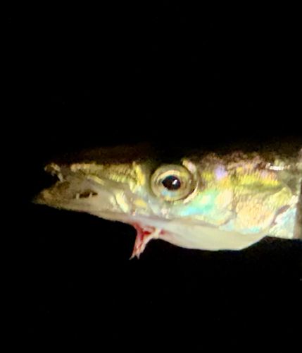 カマスの釣果