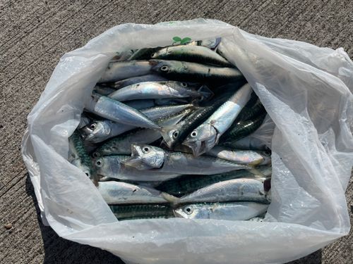 サバの釣果