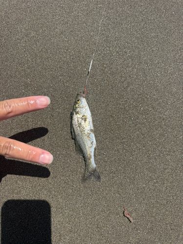 セイゴ（マルスズキ）の釣果