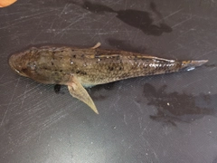 ハゼの釣果