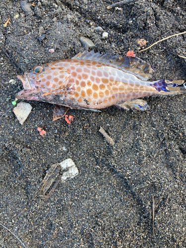 オオモンハタの釣果
