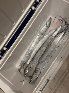 釣果