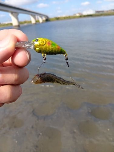 ハゼの釣果