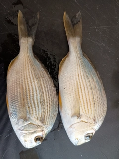 ヘダイの釣果