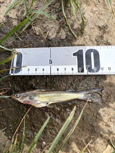 アメリカナマズの釣果