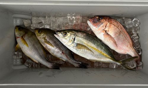 マダイの釣果