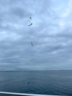 カタクチイワシの釣果