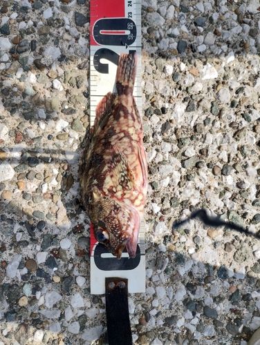 カサゴの釣果